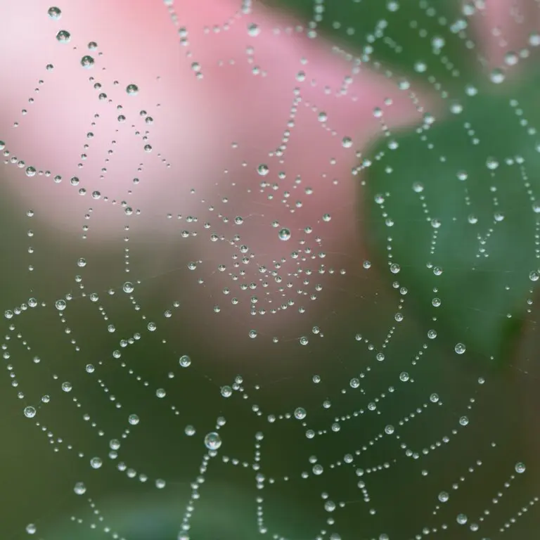 Cobweb Sempervivum with Water Droplets on Spider Web