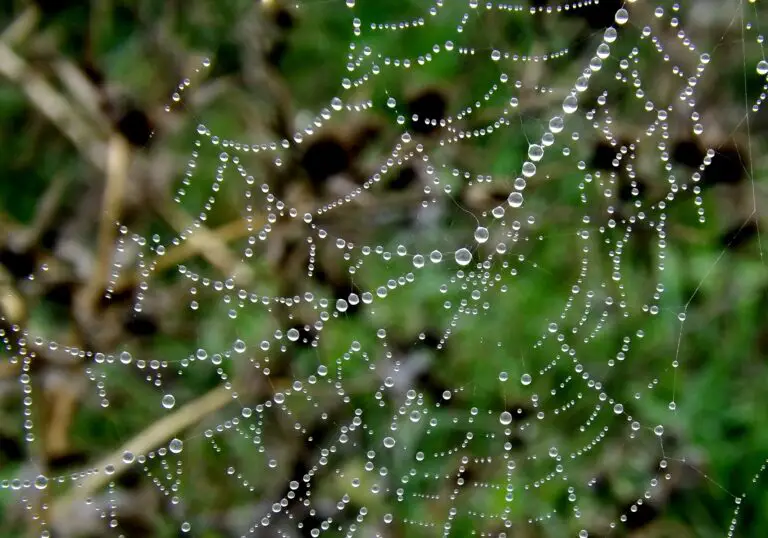 Cobweb Sempervivum with Water Droplets on Spider Web