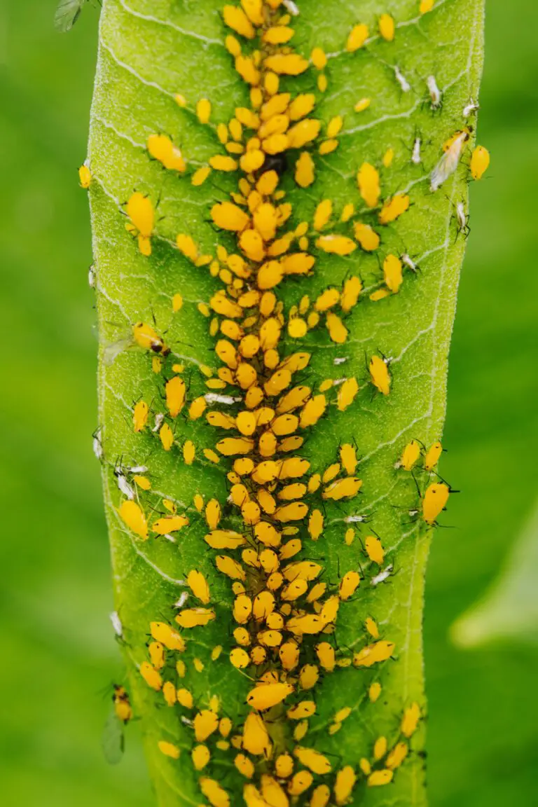 Colony of Yellow Aphids Feeding on Haworthia Coarctata