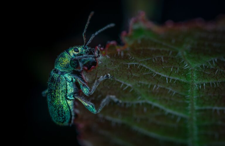 Common Pests on Haworthia Obtusa Leaves