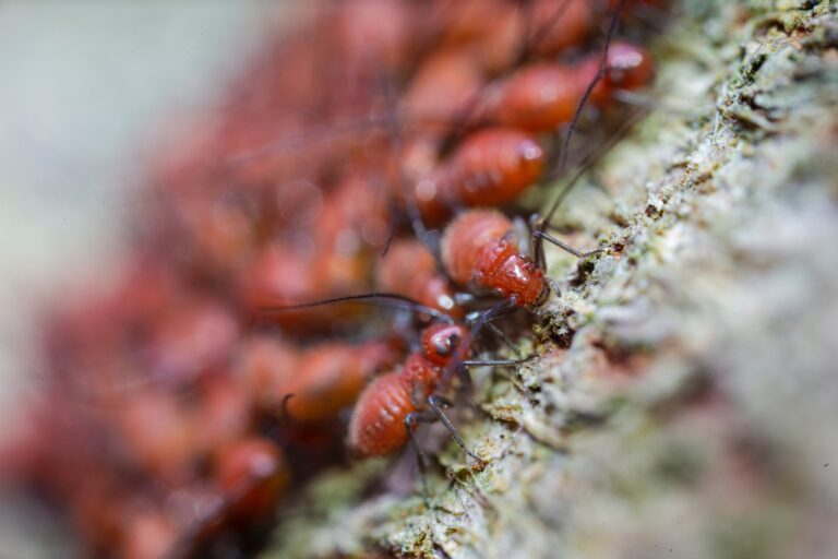 Common pests on Haworthia truncata