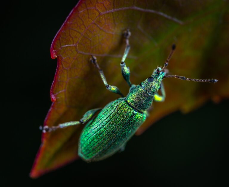 Common pests on Senecio Vitalis