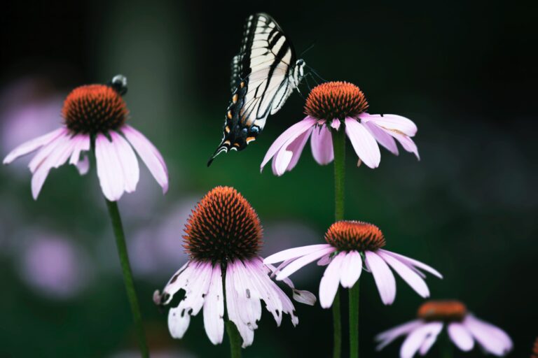 Companion plants for Senecio Angel Wings