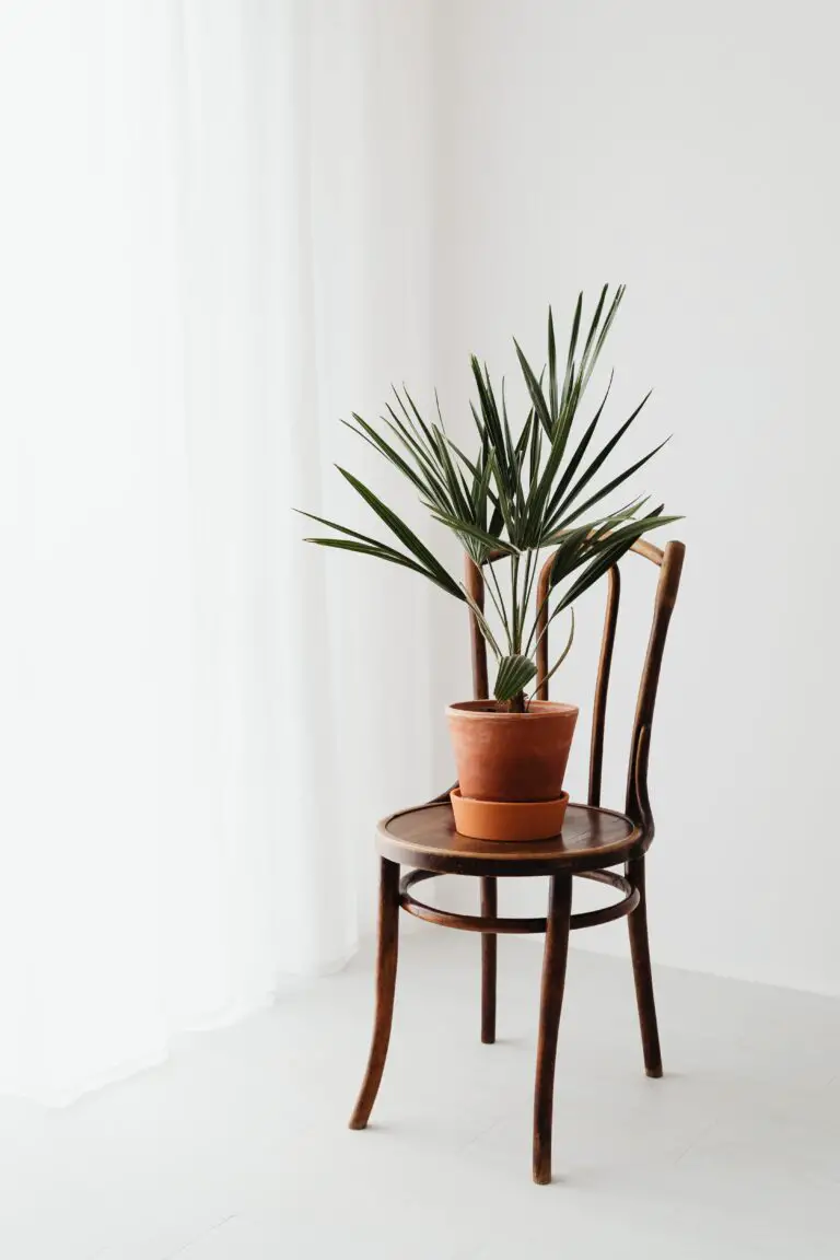 Crassula Argentea thriving in an indoor setting