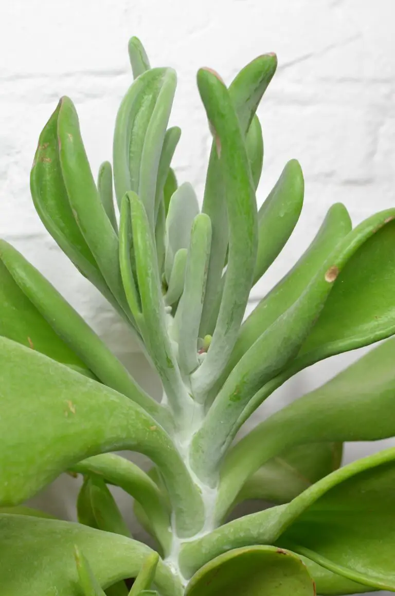 Crassula Cephalophora plant with thick foliage and stalks growing near white brick wall