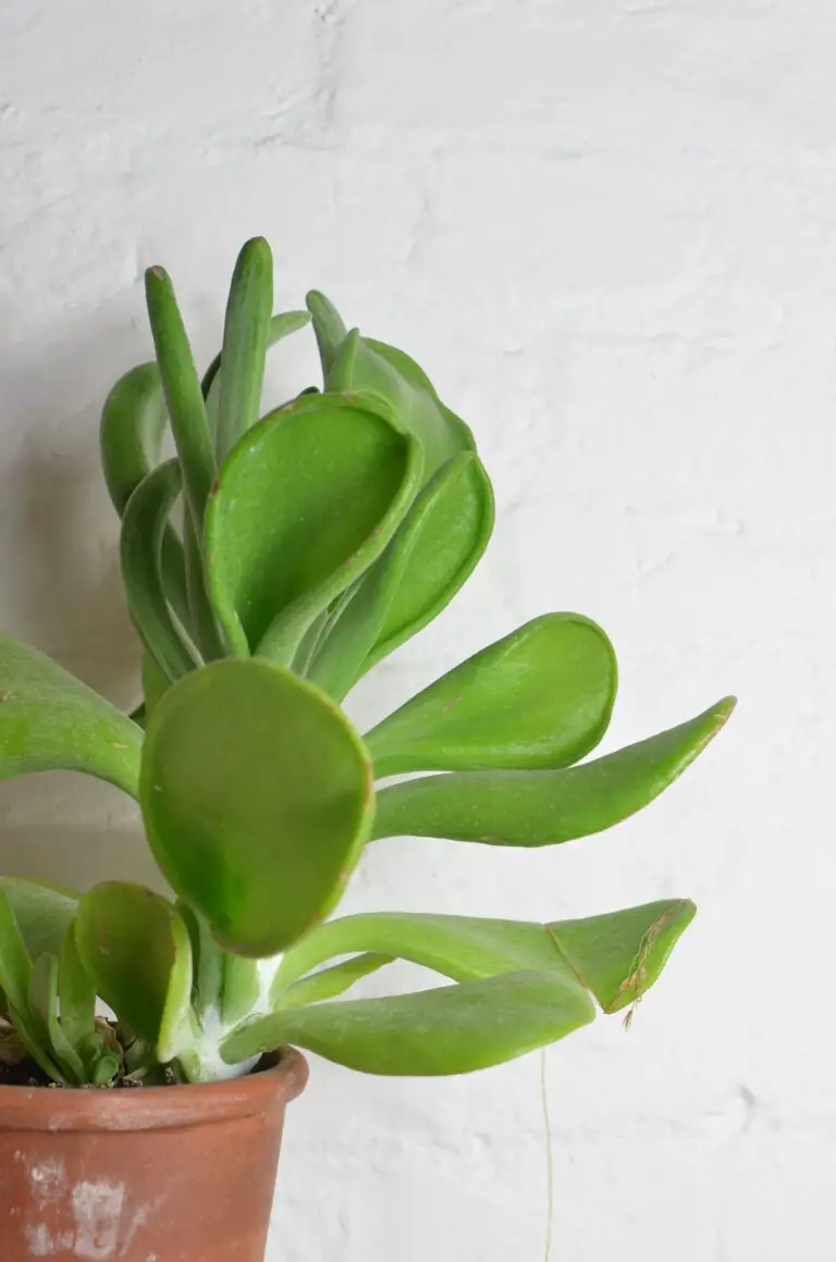 Crassula Gollum nestled in pot on white background