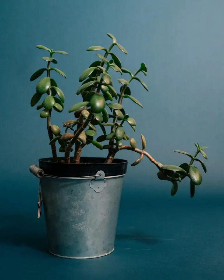 Crassula Pangolin succulent in a metal bucket