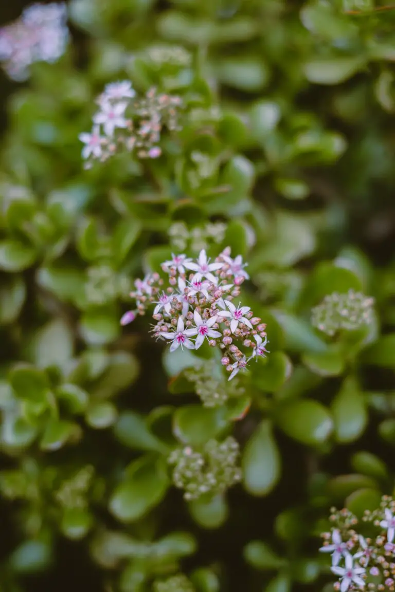 Crassula Platyphylla glowing under the sunlight