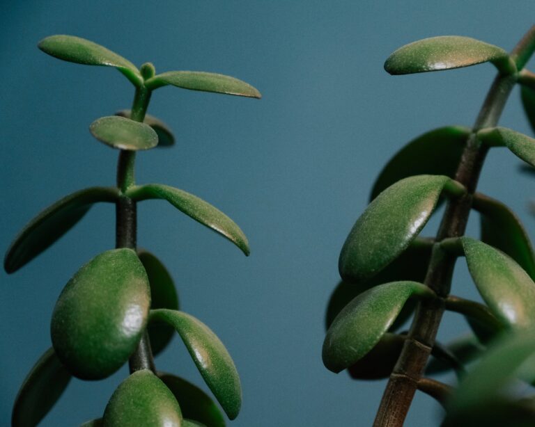 Crassula Platyphylla with green leaves on blue background