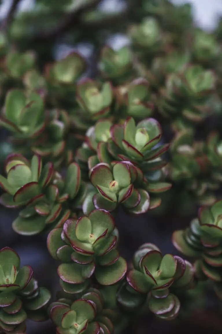 Crassula Platyphylla with rounded leaves growing in daylight