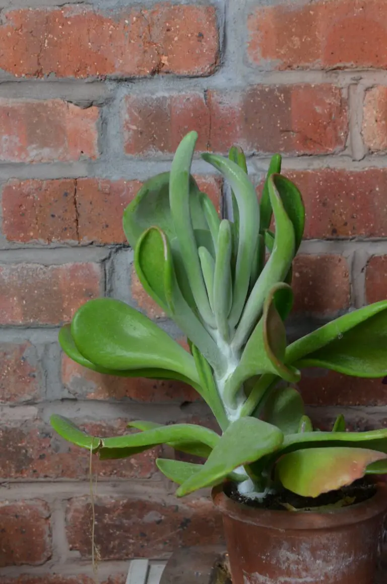 Crassula Spiralis plant in pot near brick wall