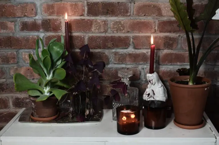 Crassula Variegated nestled among burning candles on a cozy table