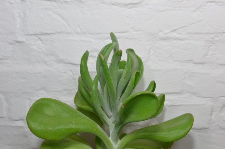 Crassula bonsai with thick stems and wavy green leaves growing near whitewashed brick wall in daytime