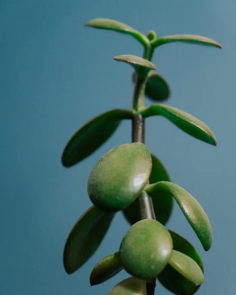 Crassula cephalophora with green leaves on blue background