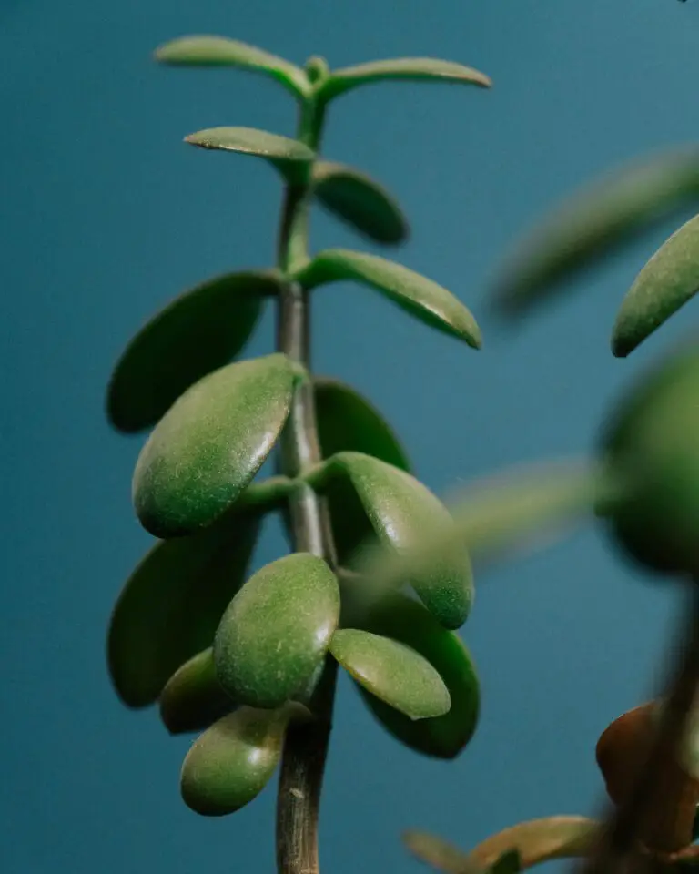 Crassula obvallata with green stems and leaves on a blue background