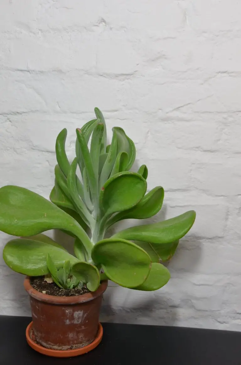 Crassula rupestris: Succulent plant in pot near rough brick wall at home