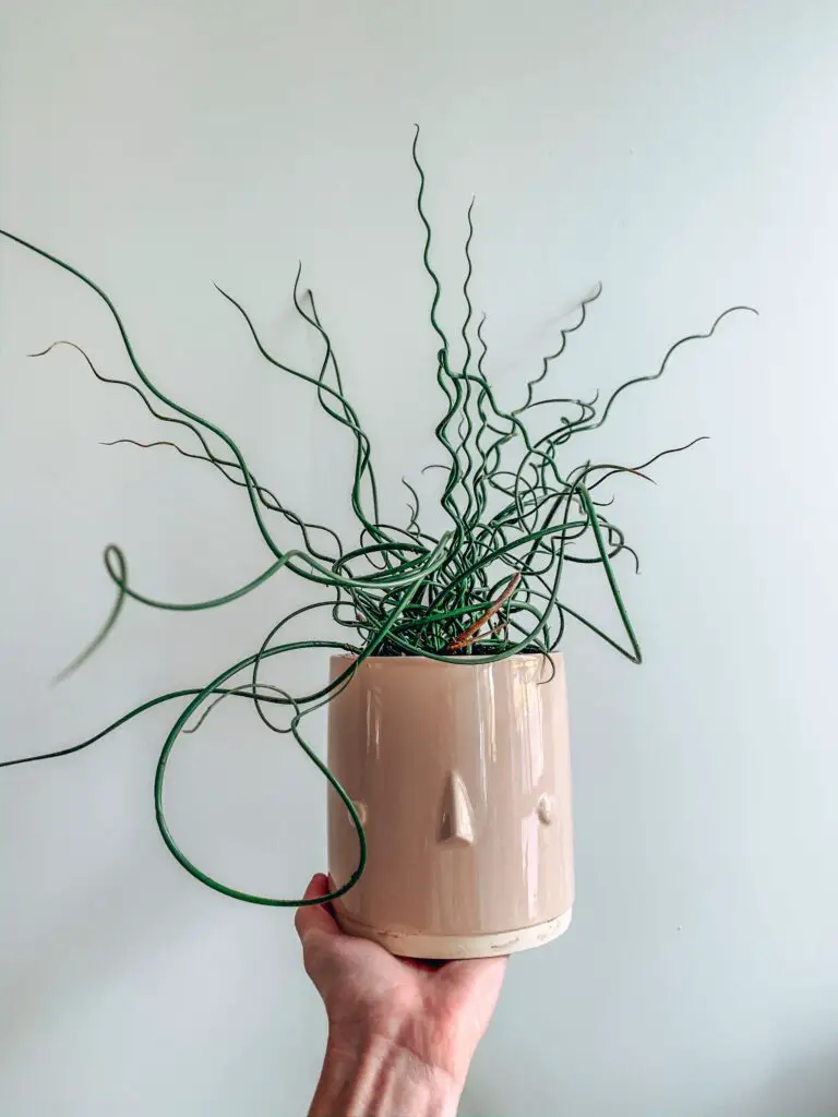 Crassula spiralis in a white ceramic pot, adding a unique charm to interior decor