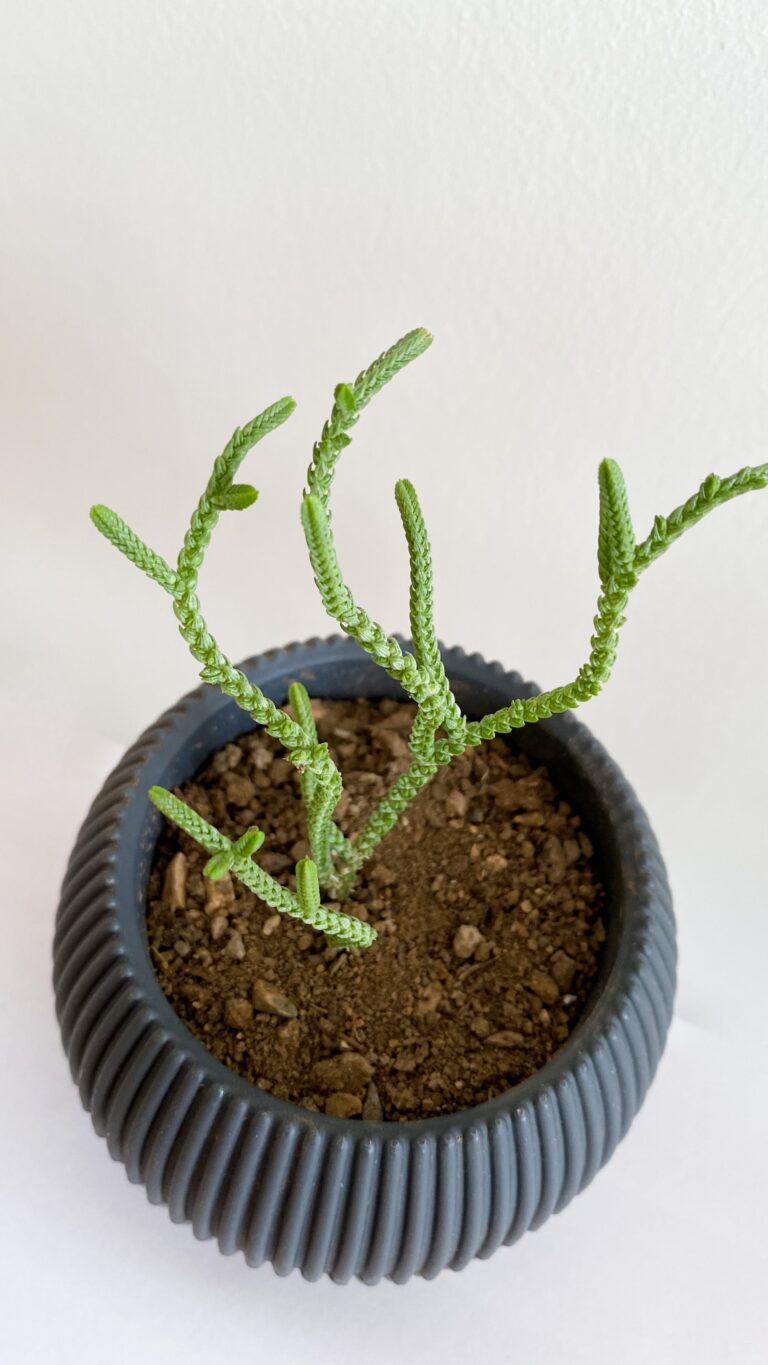 Crassula umbella, the Wine Cup Succulent