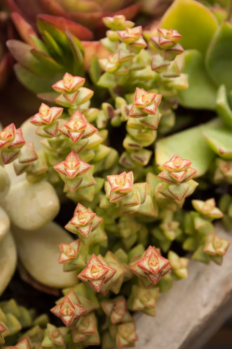 Crassula umbella, the Wine Cup Succulent in natural light