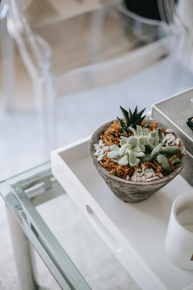 Creative succulent pots with plants growing in pot on table in room