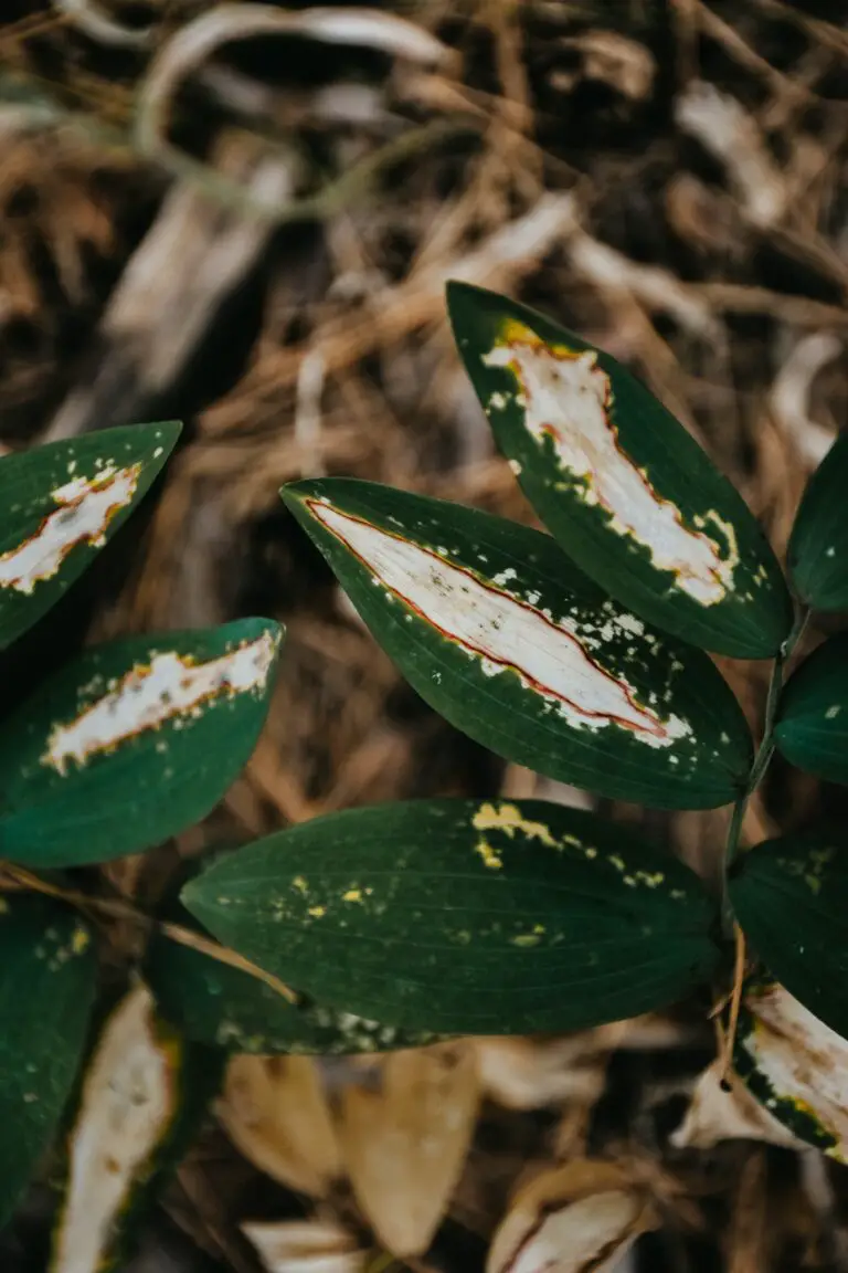 Damage caused by pests on Senecio radicans leaves