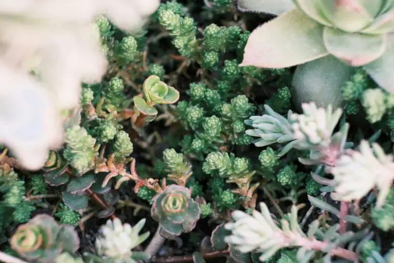 Decorative sedum dazzleberry succulents growing in greenhouse