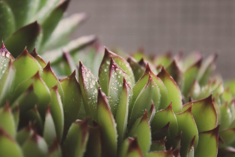 Dense leaves of Sempervivum cebenese, a beautiful succulent with water drops