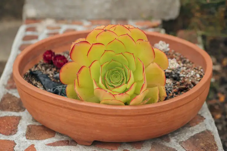 Does Echeveria need direct sunlight? Echeveria Succulent in a Pot