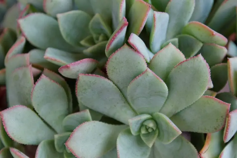 Echeveria Gibbiflora in Close-Up Photography