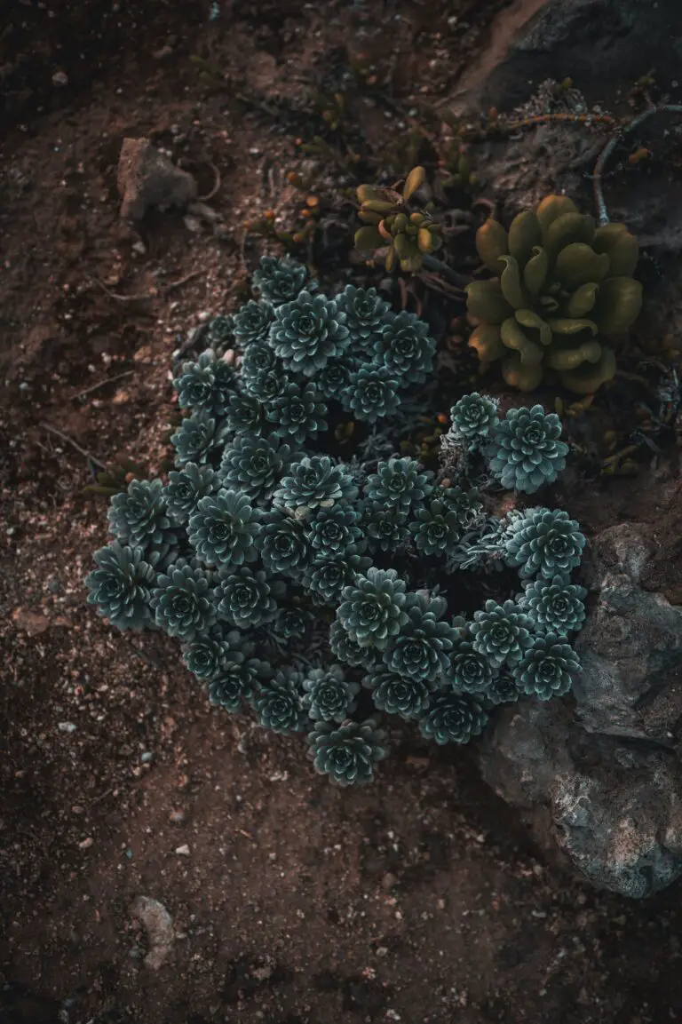 Echeveria Gibbiflora plant in natural habitat