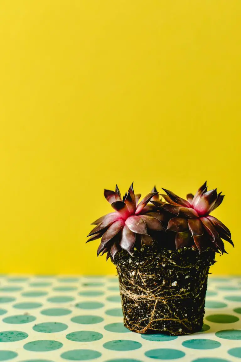 Echeveria Gibbiflora with a Yellow Background