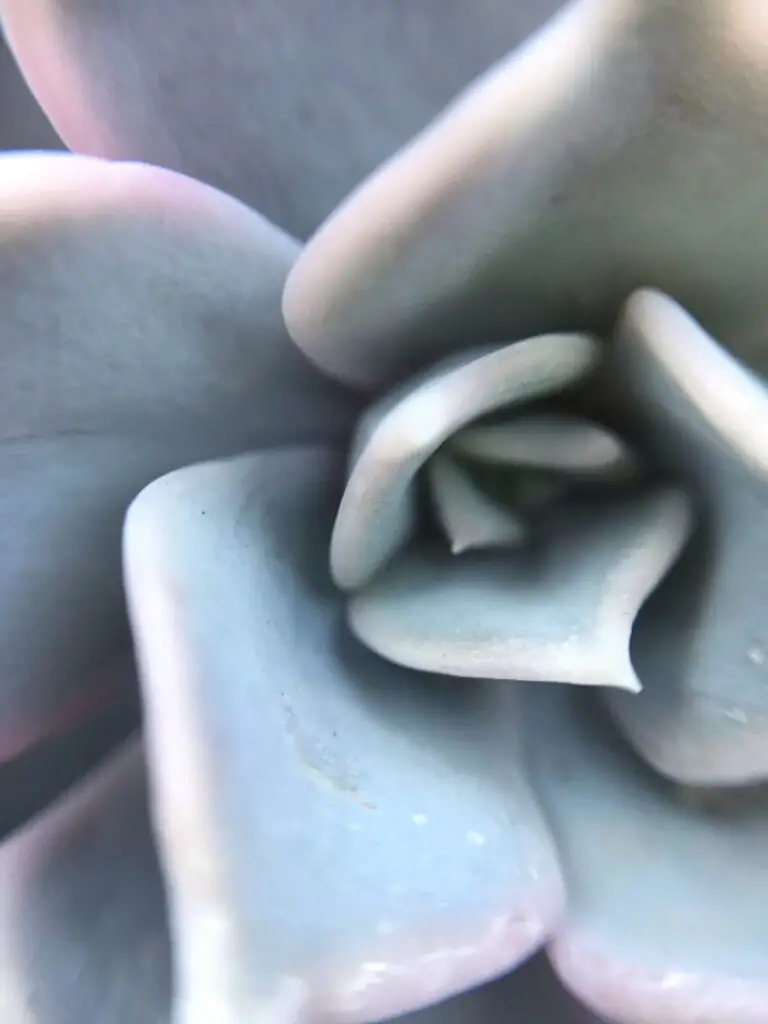 Echeveria Lola Closeup in Daylight