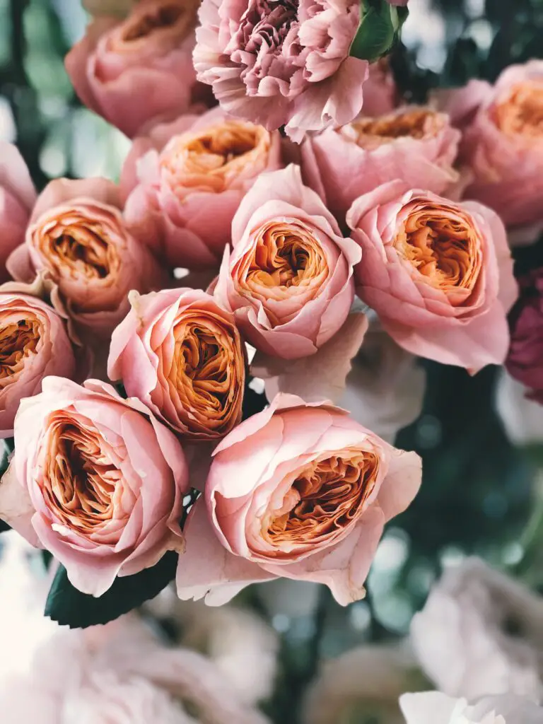 Echeveria 'The Rose' among Pink Rose Flowers