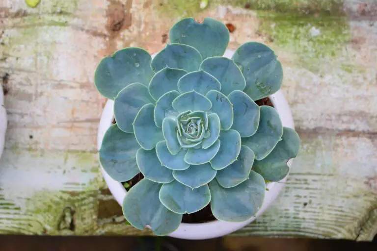 Echeveria 'The Rose' propagation in ceramic pot