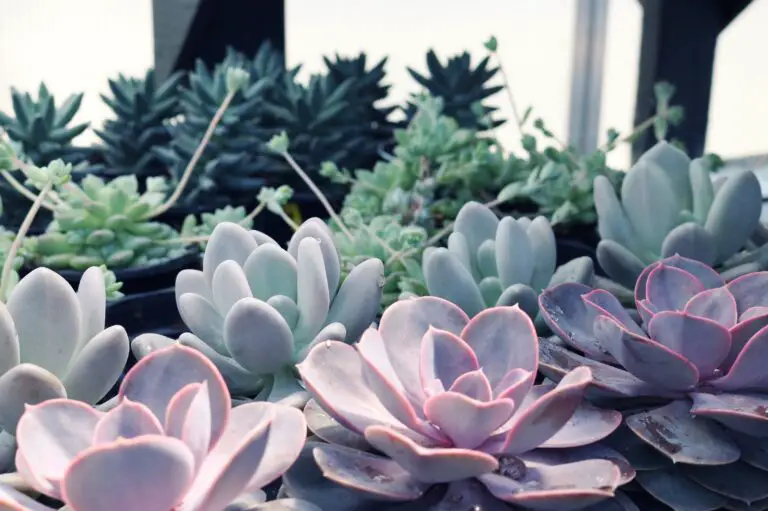 Echeveria gibbiflora blooming amidst lush greenery