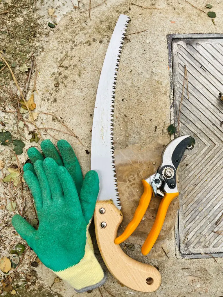 Essential echeveria pruning tools including gardening gloves and shears