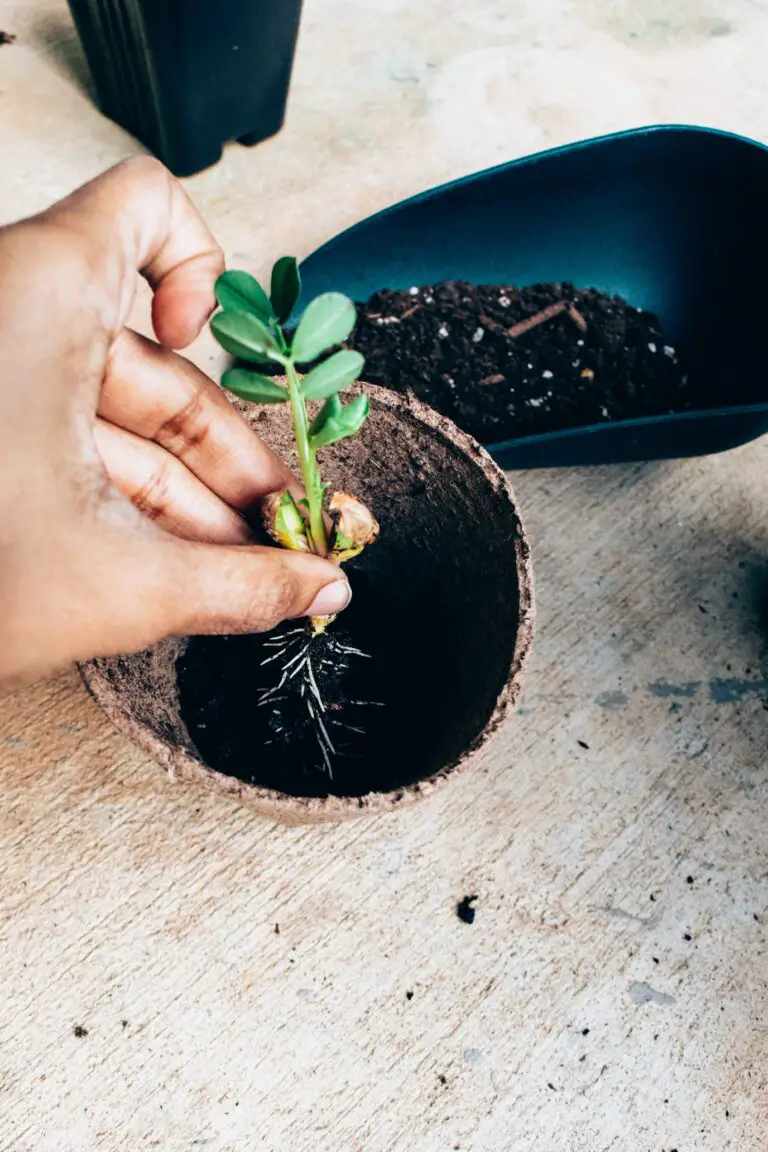 Ethnic gardener with succulents demonstrating do succulents have shallow roots in a small pot