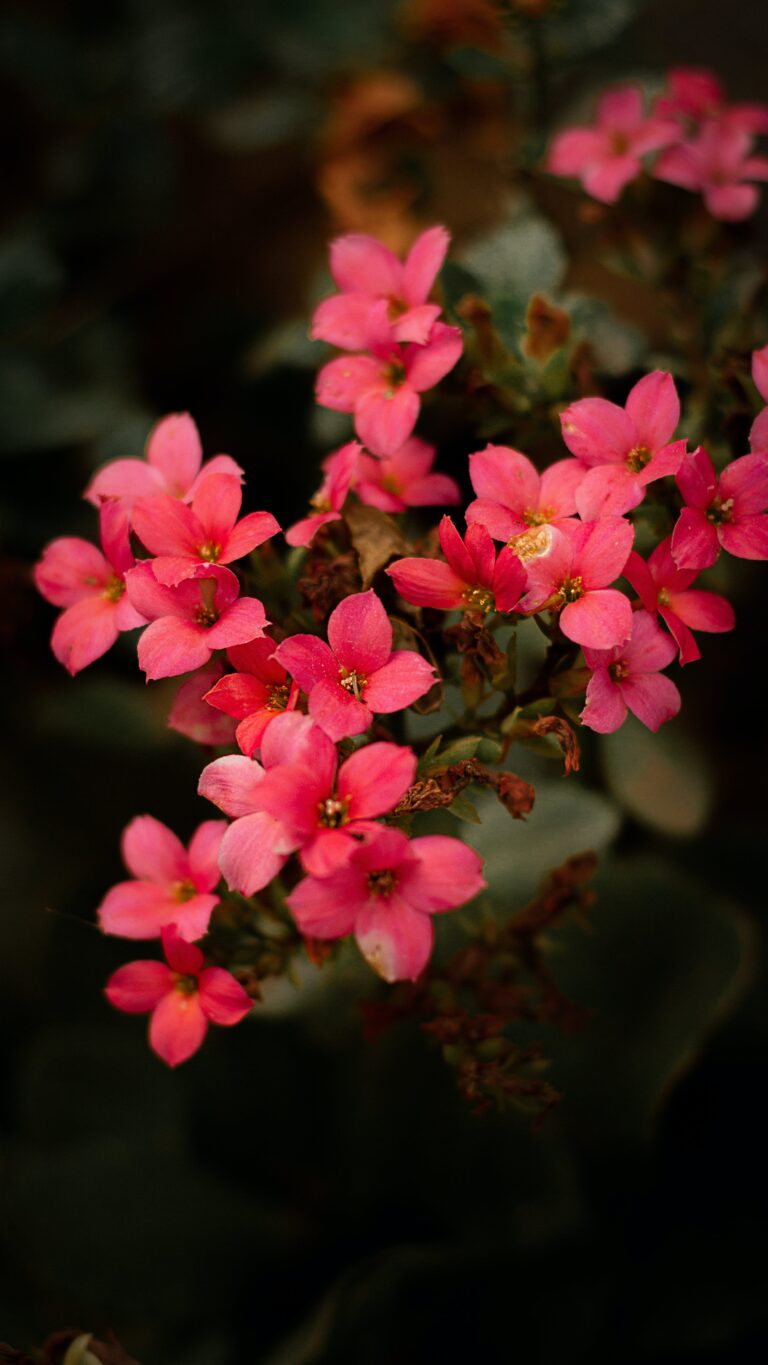 Exquisite Kalanchoe blossfeldiana in bloom