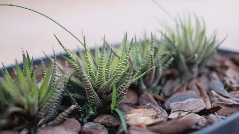 Fasciated Haworthia in pot surrounded by decorative stones