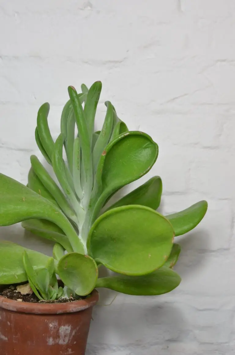 Fuzzy Crassula with wavy green leaves in a pot