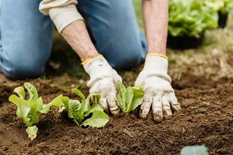 Gardener planting green plants, a technique used in fertilizing Haworthia Mutica