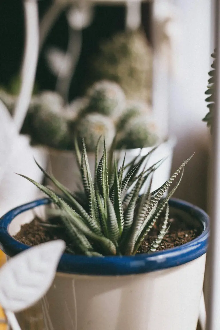 Green Cactus in White Pot with haworthia gasteria