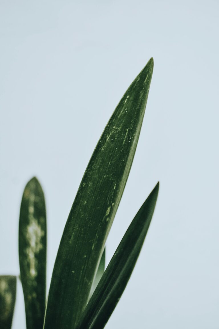 Green Senecio Succulent Plant Close-up