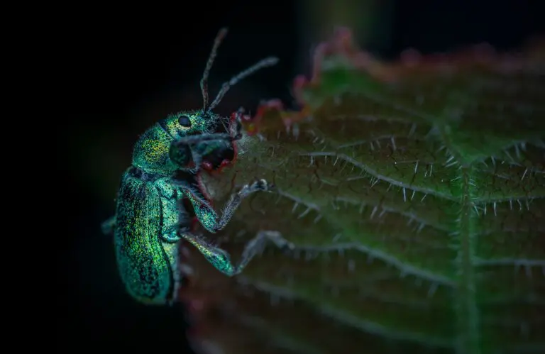Green and black bug on Sedum Angelina leaf