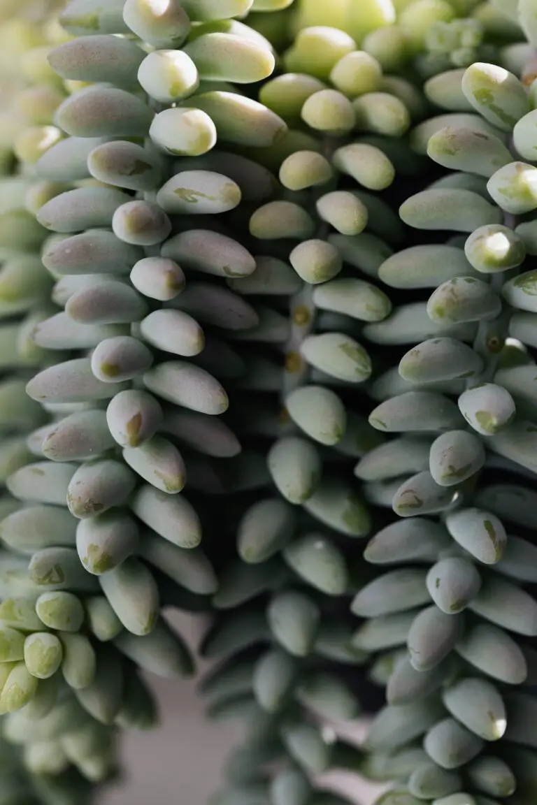 Green succulent branches of Sedum sarmentosum growing in garden