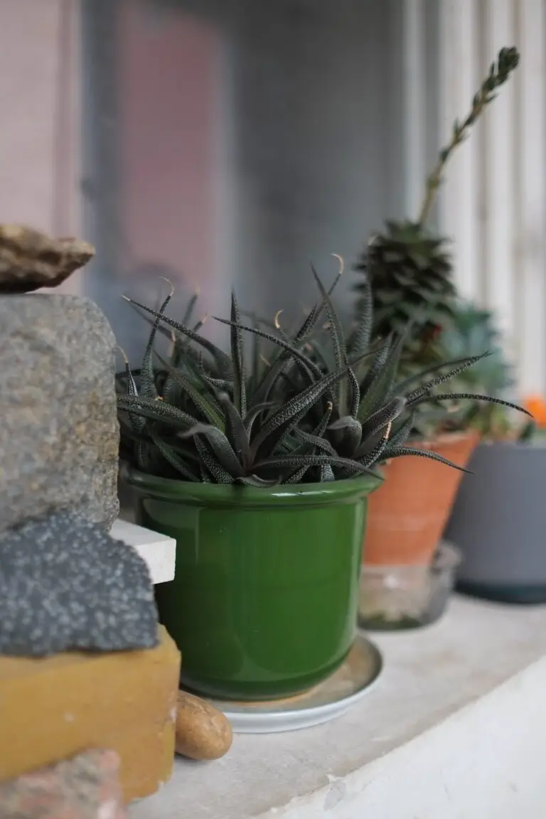 Haworthia Cooperi Var Pilifera in its natural habitat, South Africa