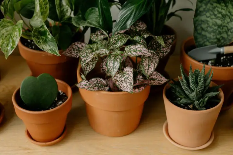 Haworthia Cooperi Var Pilifera propagation in pots