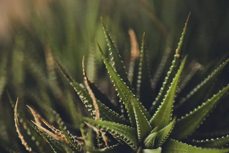 Haworthia Gasteria Pruning Close-up