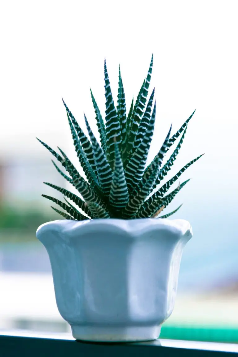 Haworthia Mirabilis in modern minimalist pot