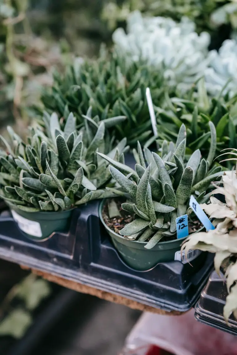 Haworthia Obtusa - Lush potted haworthia succulents placed on a stall in a local street market